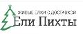 увеличить Ели Пихты в Москве